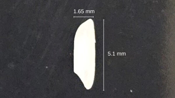 NDLR7 SINGLE SEED-3 Nandyal Sona Masoori Raw Rice (NDLR-7)